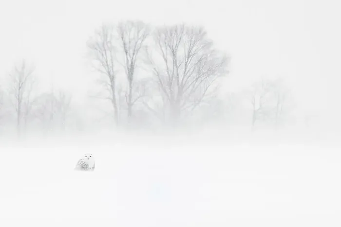Framed Print : Snowy Owl (bubo scandiacus) in snow blizzard, Thornton, Ontario, Canada Framed Print : Snowy Owl (bubo scandiacus) in snow blizzard, Thornton, Ontario, Canada