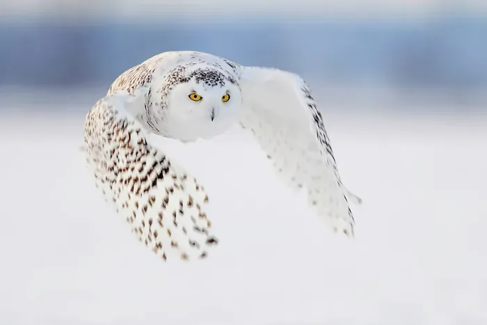 Framed Print : A snowy owl in flight during winter in Ontario, Canada Framed Print : A snowy owl in flight during winter in Ontario, Canada