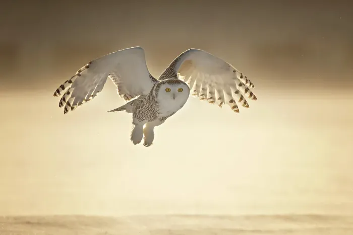 Framed Print : A snowy owl in flight during winter in Ontario, Canada Framed Print : A snowy owl in flight during winter in Ontario, Canada