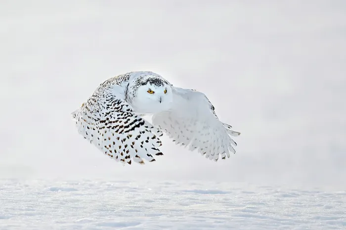 Framed Print : A snowy owl in flight during winter in Ontario, Canada Framed Print : A snowy owl in flight during winter in Ontario, Canada