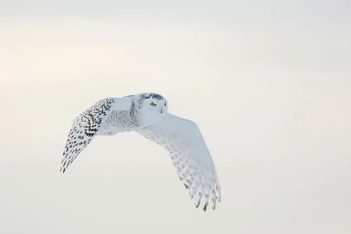 Framed Print : A snowy owl in flight during winter in Ontario, Canada Framed Print : A snowy owl in flight during winter in Ontario, Canada