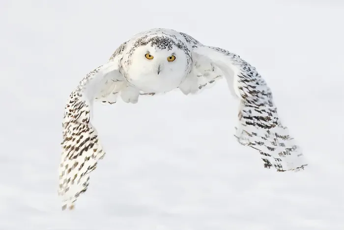 Framed Print : A snowy owl in flight during winter in Ontario, Canada Framed Print : A snowy owl in flight during winter in Ontario, Canada