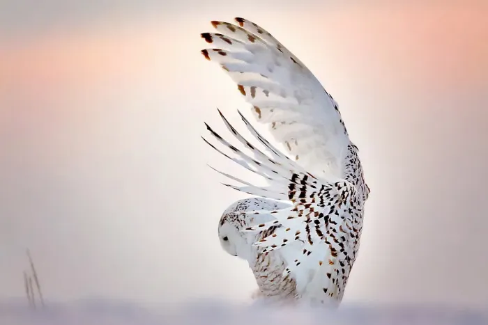 Framed Print : A snowy owl in flight during winter in Ontario, Canada Framed Print : A snowy owl in flight during winter in Ontario, Canada