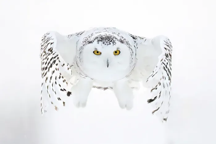 Framed Print : A snowy owl in flight during winter in Ontario, Canada Framed Print : A snowy owl in flight during winter in Ontario, Canada