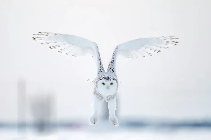 Framed Print : A snowy owl in flight during winter in Ontario, Canada Framed Print : A snowy owl in flight during winter in Ontario, Canada