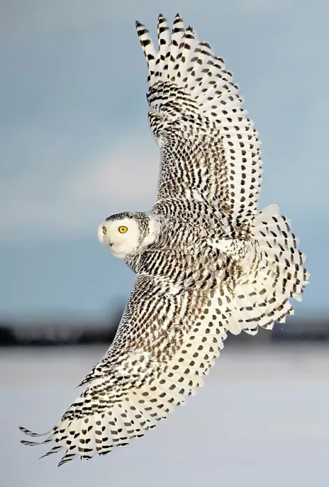 Framed Print : A snowy owl in flight during winter in Ontario, Canada