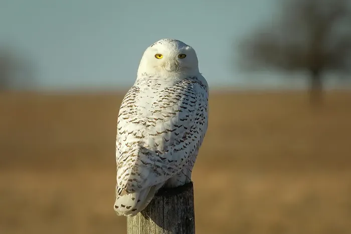Framed Print : A snowy owl perched on a tree on Amerst Island, Ontario, Canada Framed Print : A snowy owl perched on a tree on Amerst Island, Ontario, Canada