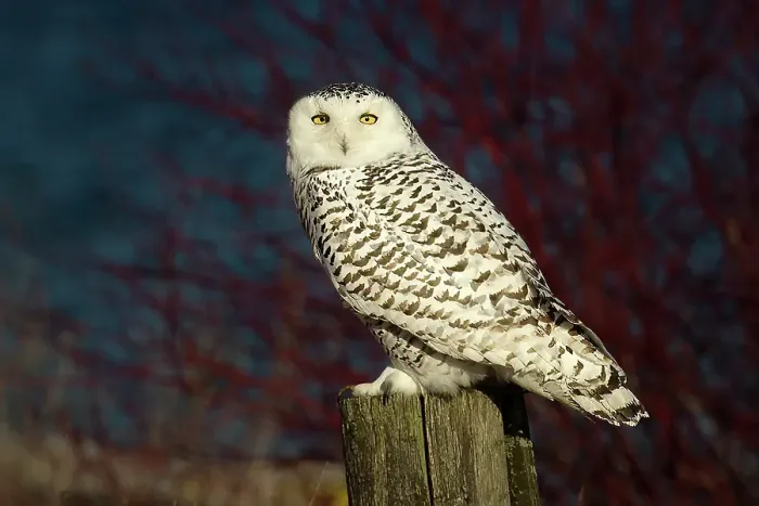 Framed Print : A snowy owl perhced on a fence, Ontario, Canada