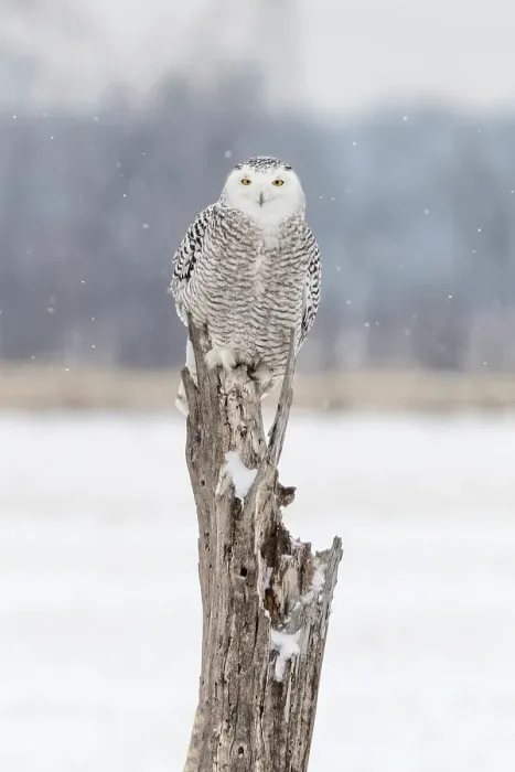 Framed Print : A snowy owl sits on a tree during winter in Ontario, Canada Framed Print : A snowy owl sits on a tree during winter in Ontario, Canada