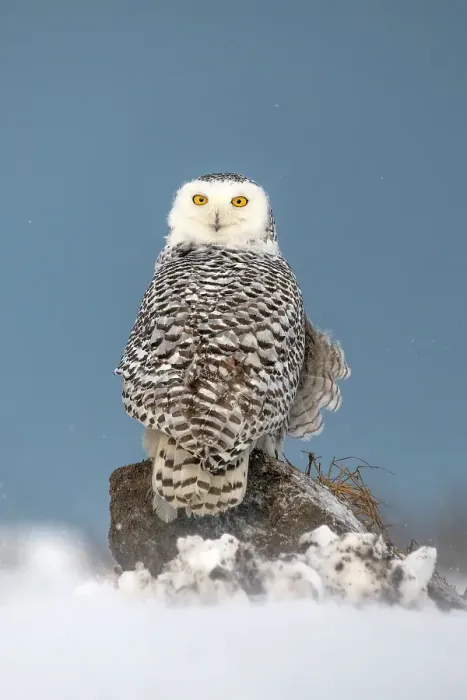 Framed Print : A snowy owl sitting in the snow in Ontario, Canada