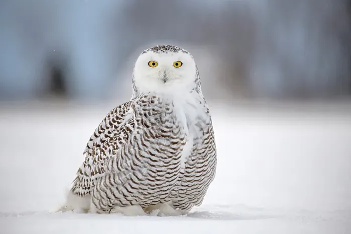 Framed Print : A snowy owl sitting in the snow in Ontario, Canada Framed Print : A snowy owl sitting in the snow in Ontario, Canada