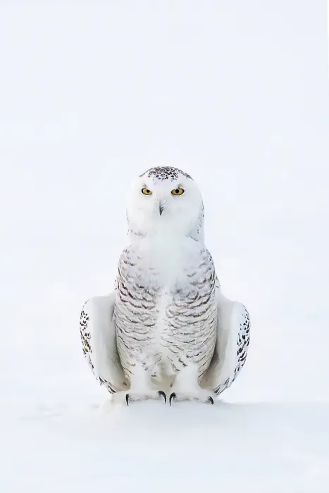 Framed Print : A snowy owl sitting in the snow in Ontario, Canada