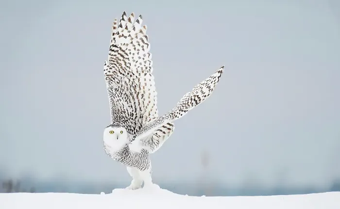 Framed Print : A snowy owl takes off from snow covered ground in Ontario, Canada Framed Print : A snowy owl takes off from snow covered ground in Ontario, Canada