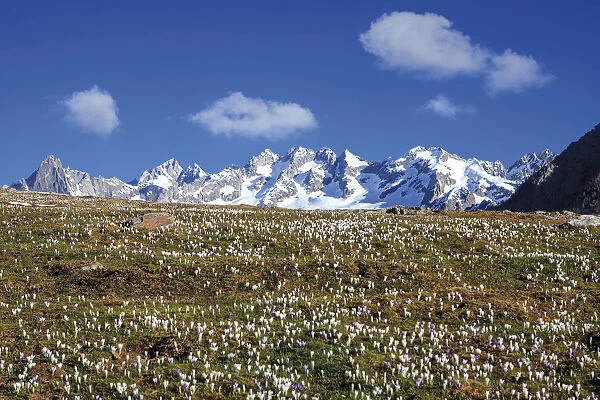 The snowy peaks frame the blooming Crocus Alpe Granda Sondrio province Masino Valley
