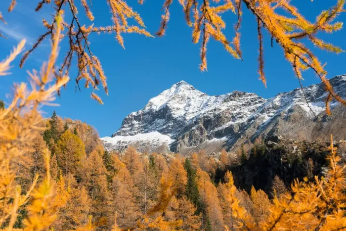 Framed Print : Snowy Scalino peak framed by red larches, malenco valley, valtellina, sondrio, lombardy Framed Print : Snowy Scalino peak framed by red larches, malenco valley, valtellina, sondrio, lombardy