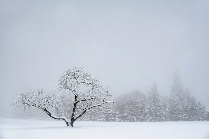 Framed Print : Snowy tree, Salmon Arm, British Columbia, Canada