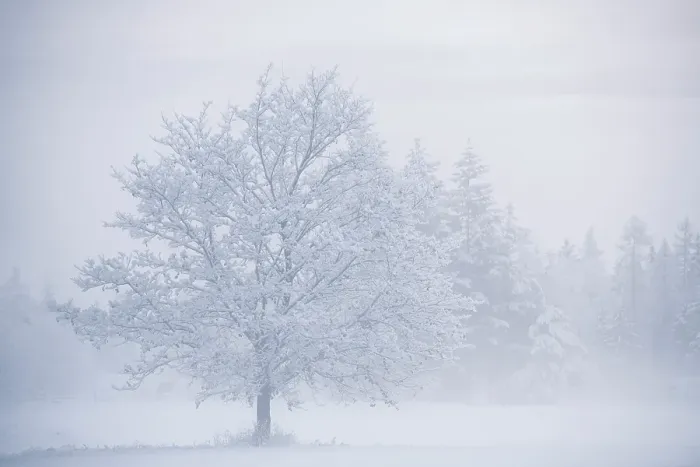 Framed Print : Snowy tree, Salmon Arm, British Columbia, Canada