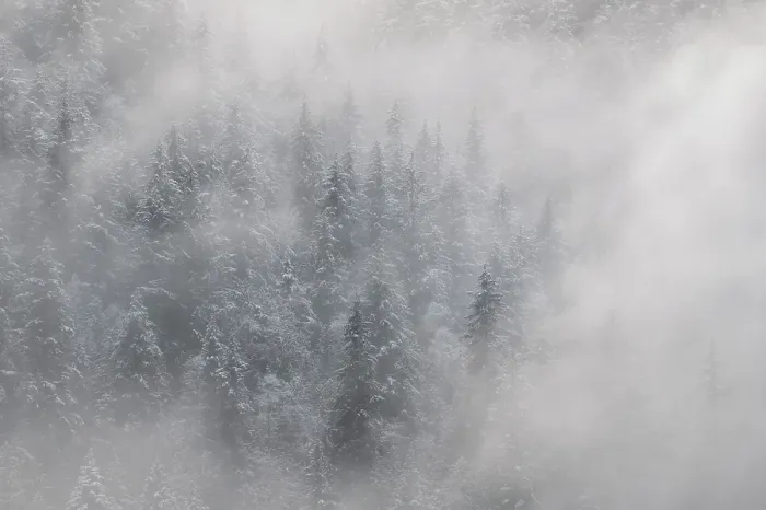Framed Print : Snowy tree, Salmon Arm, British Columbia, Canada