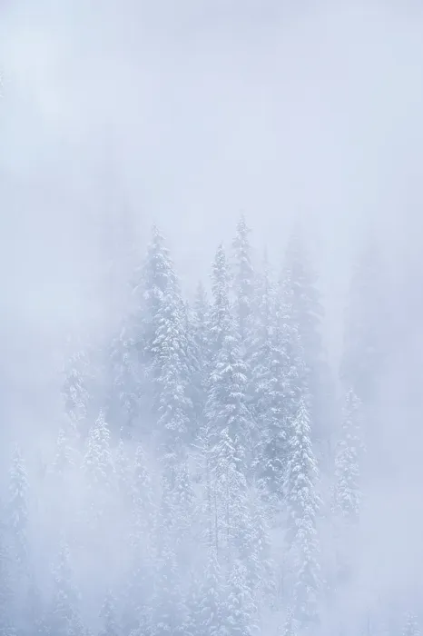 Framed Print : Snowy trees, Salmon Arm, British Columbia, Canada