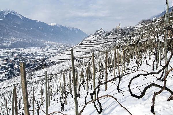 Snowy vineyards of Valtellina. Lombardy. Italy