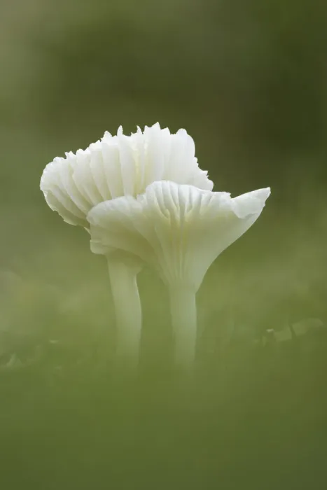 Framed Print : Snowy Waxcap (Cuphophyllus virgineus), Perthshire, Scotland, UK Framed Print : Snowy Waxcap (Cuphophyllus virgineus), Perthshire, Scotland, UK