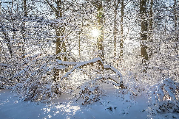 Snowy winter forest in the Rheingau-Taunus Nature Park near Engenhahn, Niedernhausen, Hesse, Germany