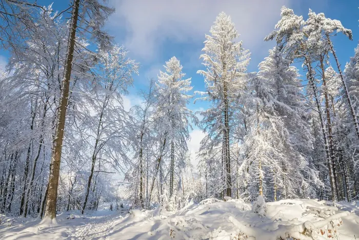 Framed Print : Snowy winter forest in the Rheingau-Taunus Nature Park near Engenhahn, Niedernhausen, Hesse, Germany Framed Print : Snowy winter forest in the Rheingau-Taunus Nature Park near Engenhahn, Niedernhausen, Hesse, Germany