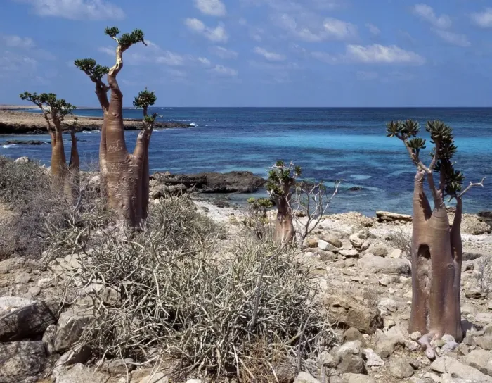 Framed Print : Socotra Island is about 87 miles long and between 25 Framed Print : Socotra Island is about 87 miles long and between 25