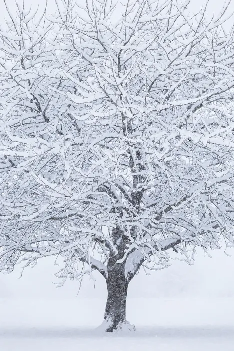 Framed Print : A solitary cherry tree covered by the snow, Brianza, Como province, Lombardy, Italy Framed Print : A solitary cherry tree covered by the snow, Brianza, Como province, Lombardy, Italy