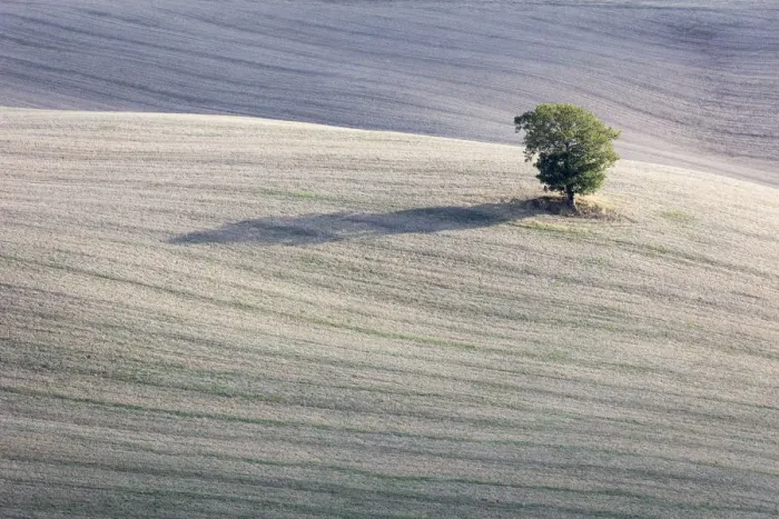 Framed Print : A solitary tree in a field, Val d Orcia, Tuscany, Italy