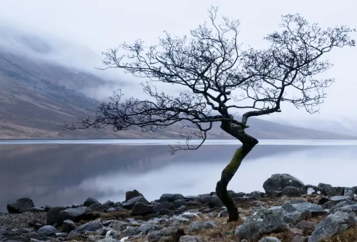 Framed Print : Solitary tree on the shore of Loch Etive, Highlands, Scotland, UK Framed Print : Solitary tree on the shore of Loch Etive, Highlands, Scotland, UK