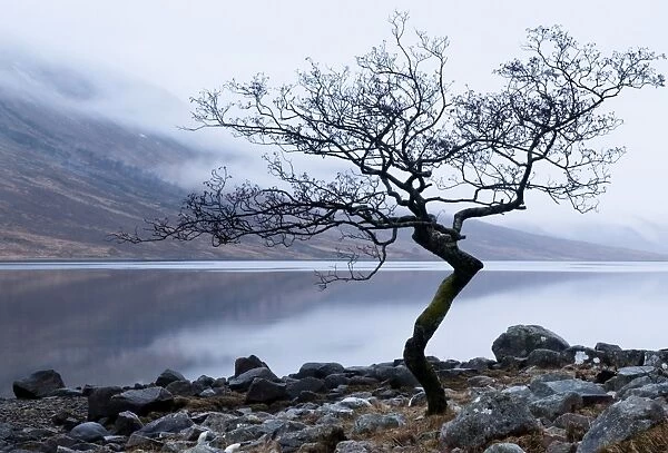 Solitary tree on the shore of Loch Etive, Highlands, Scotland, UK