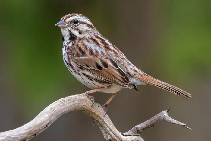Framed Print : Song Sparrow (Melospiza melodia), Ontario, Canada Framed Print : Song Sparrow (Melospiza melodia), Ontario, Canada