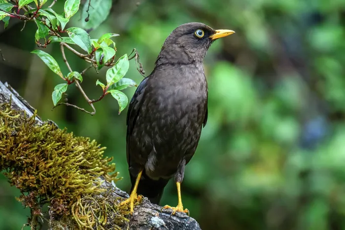 Framed Print : Sooty thrush (Turdus nigrescens) Framed Print : Sooty thrush (Turdus nigrescens)