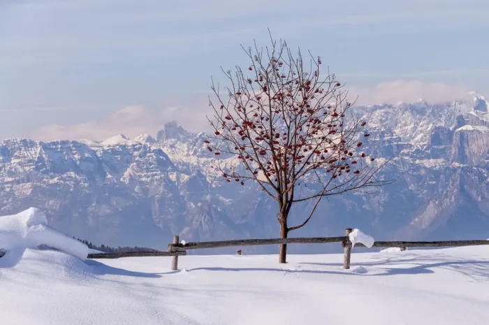 Framed Print : A Sorbus Acuparia tree at Mezzomiglio aLm, Cansiglio, Farra d Alpago, Belluno Framed Print : A Sorbus Acuparia tree at Mezzomiglio aLm, Cansiglio, Farra d Alpago, Belluno