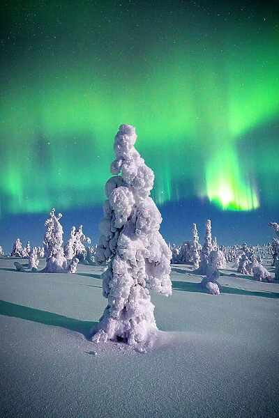 Souce trees covered in snowand ice with Northern Lights, Riisitunturi National Park, Lapland, Finland