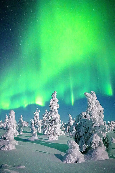 Souce trees covered in snowand ice with Northern Lights, Riisitunturi National Park, Lapland, Finland