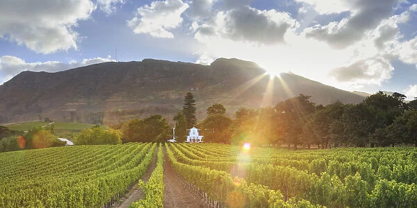 South Africa, Western Cape, Constantia, Buitenverwachting Wine Farm