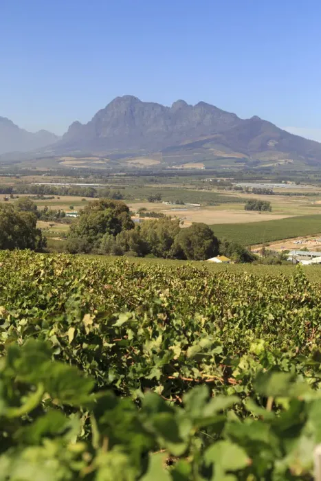 Framed Print : South Africa, Western Cape, Paarl, Fairview Wine Estate