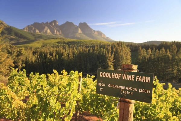 South Africa, Western Cape, Paarl, Doolhof Wine Estate