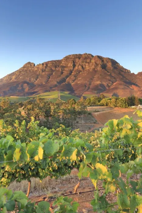 Framed Print : South Africa, Western Cape, Stellenbosch, Tokara Wine Estate Framed Print : South Africa, Western Cape, Stellenbosch, Tokara Wine Estate