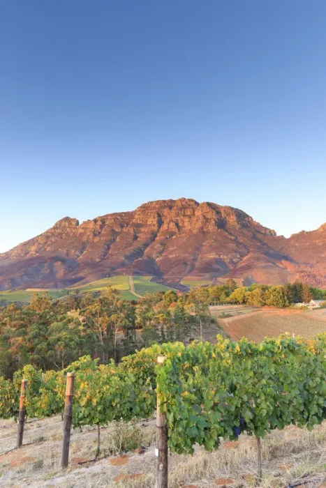 Framed Print : South Africa, Western Cape, Stellenbosch, Tokara Wine Estate Framed Print : South Africa, Western Cape, Stellenbosch, Tokara Wine Estate