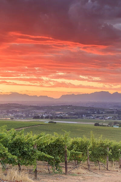 South Africa, Western Cape, Stellenbosch, Hidden Valley Wine Estate
