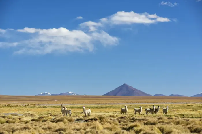 Framed Print : South America, Andes, Altiplano, Bolivia, Llamas on Villamar Mallcu Framed Print : South America, Andes, Altiplano, Bolivia, Llamas on Villamar Mallcu