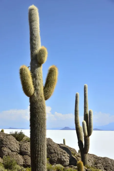 Framed Print : South America, Andes, Altiplano, Bolivia, Salar de Uyuni, Isla Incahuasi Framed Print : South America, Andes, Altiplano, Bolivia, Salar de Uyuni, Isla Incahuasi