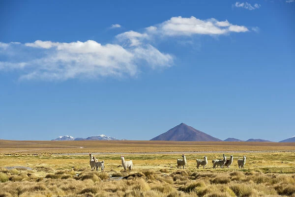 South America, Andes, Altiplano, Bolivia, Llamas on Villamar Mallcu