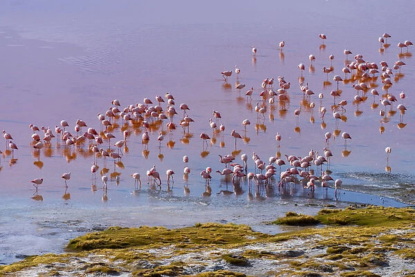 South America, Andes, Altiplano, Bolivia, Red Lagoon with Flamingos ( Laguna Colorada)