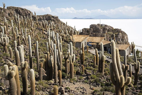 South America, Andes, Altiplano, Bolivia, Salar de Uyuni, Isla Incahuasi