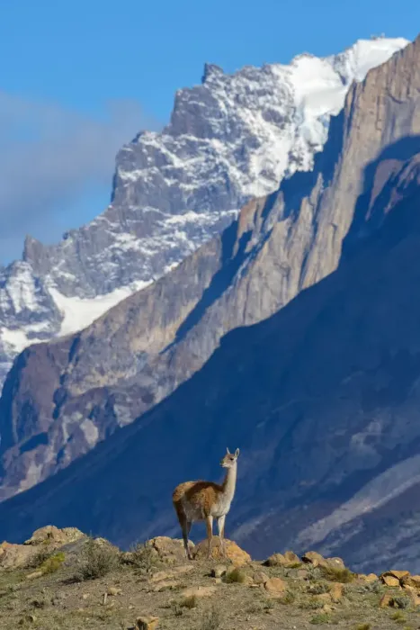Framed Print : South America, Andes, Patagonia, Guanaco in Torres del Paine National Park Framed Print : South America, Andes, Patagonia, Guanaco in Torres del Paine National Park