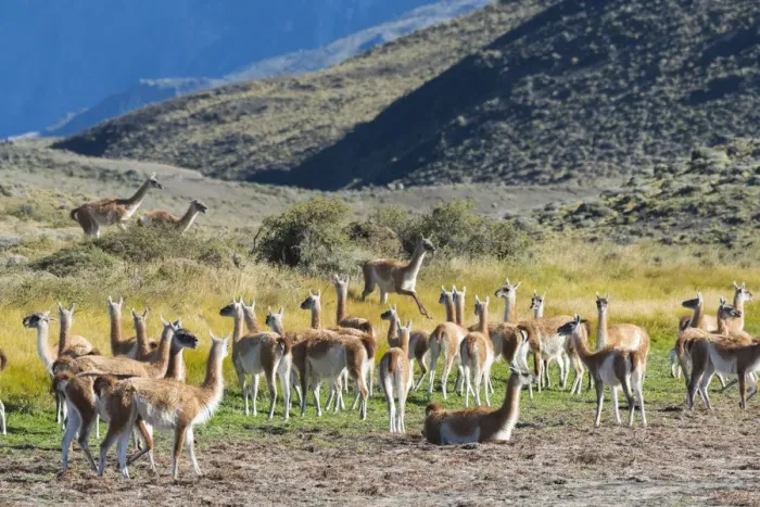 Framed Print : South America, Andes, Patagonia, Guanaco herd in Torres del Paine National Park Framed Print : South America, Andes, Patagonia, Guanaco herd in Torres del Paine National Park